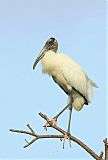 Wood Stork